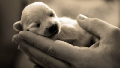SEU COMPORTAMENTO COM OS ANIMAIS DIZ QUEM VOCÊ É 1 blog de moda leis de protecao aos animais
