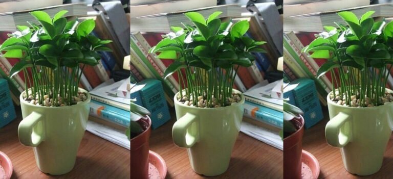 Receita para perfumar ambiente e se livrar de insetos