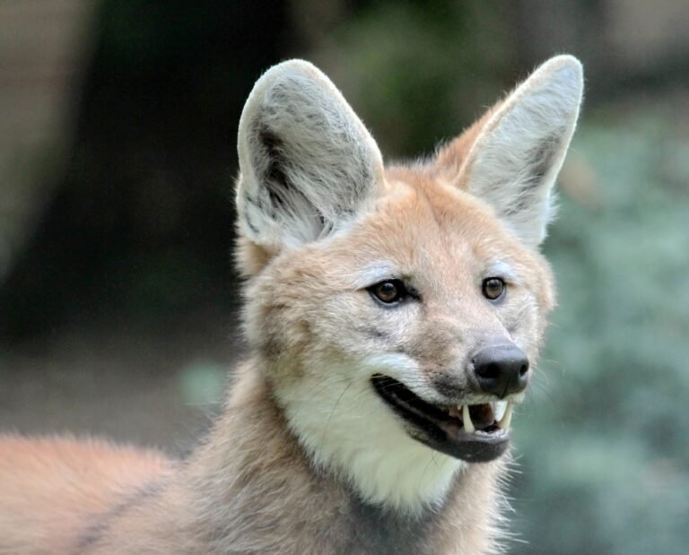 Lobo-Guará ameaçado de extinção