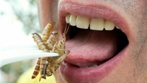 Alimentos feitos de insetos fazem sucesso na Suíça