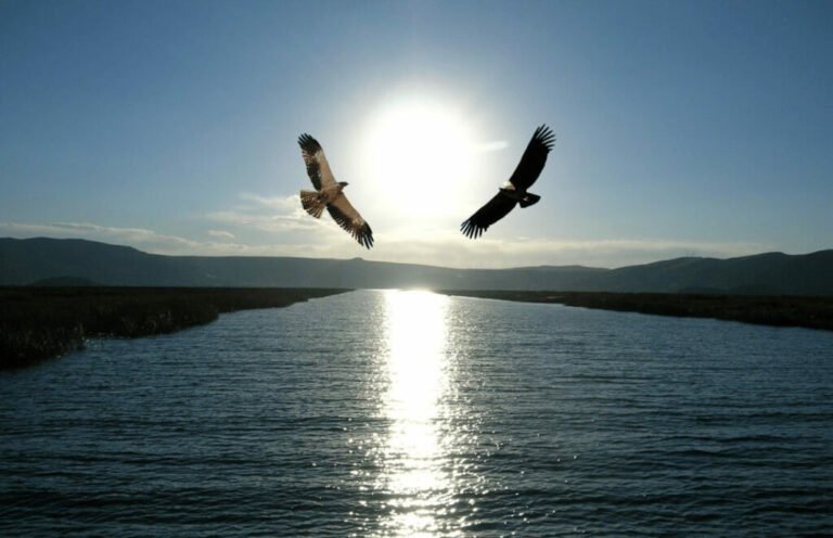 O REENCONTRO ENTRE A ÁGUIA E O CONDOR