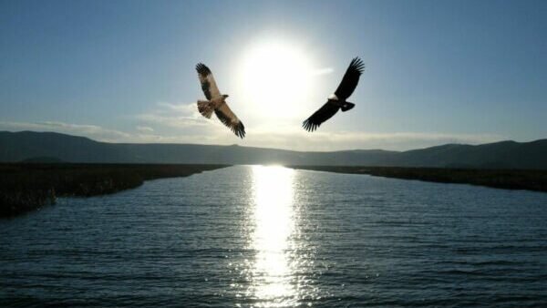 O REENCONTRO ENTRE A ÁGUIA E O CONDOR
