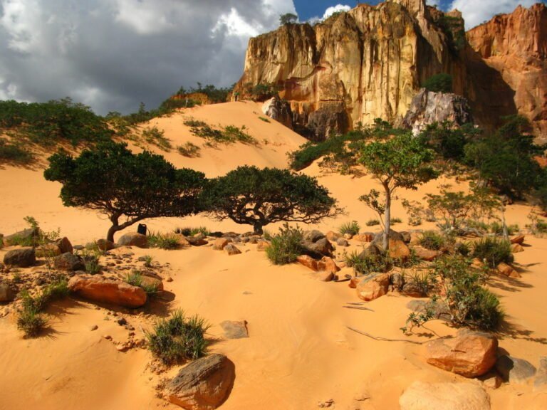 Cerrado: Dor fantasma da biodiversidade brasileira