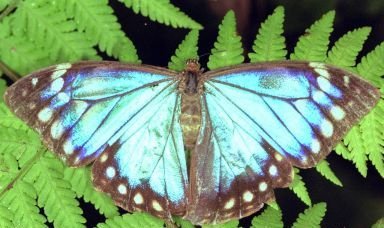 Leonardo Boff: A ternura vital