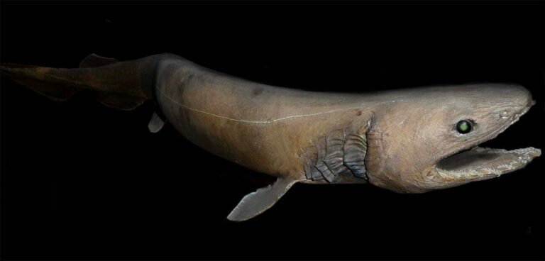 TUBARÃO-SERPENTE: ESPÉCIE DE 80 MILHÕES DE ANOS