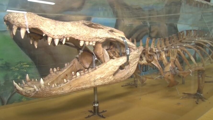 GIGANTES DA AMAZÔNIA 2 GIGANTES DA AMAZÔNIA