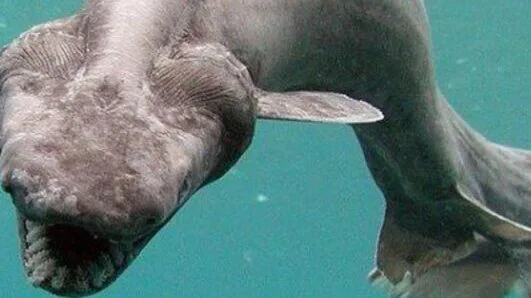 Tubarão-Serpente: Descoberto "Dinossauro" de 80 milhões de anos