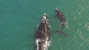 BALEIAS-FRANCAS: BERÇÁRIO DE GIGANTES NO SUL DO BRASIL