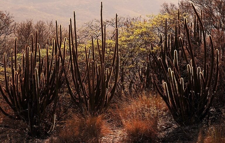 Caatinga: Paraíba perdeu 280 mil hectares do bioma em 30 anos