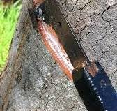 SERINGUEIRAS, SANGRIAS E SANGRADORES 4 sangria seringueira