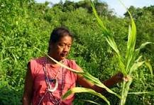 TERRA INDÍGENA PIAÇAGUERA: SIM, ELA EXISTE! 2 terra indigena pia