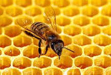 CAMPO GEOMÉTRICO E COMPORTAMENTO ANIMAL 3 ABELHAS MEL FORBES BRASIL