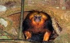 gogo de sola visite o brasil