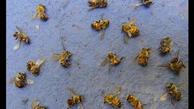 MORREREMOS COM AS ABELHAS 1 Abelhas