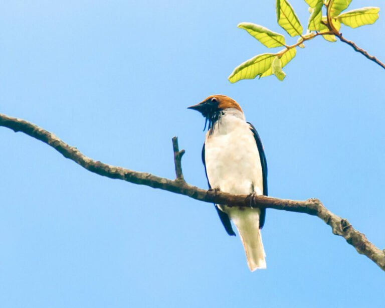 Araponga-do-nordeste