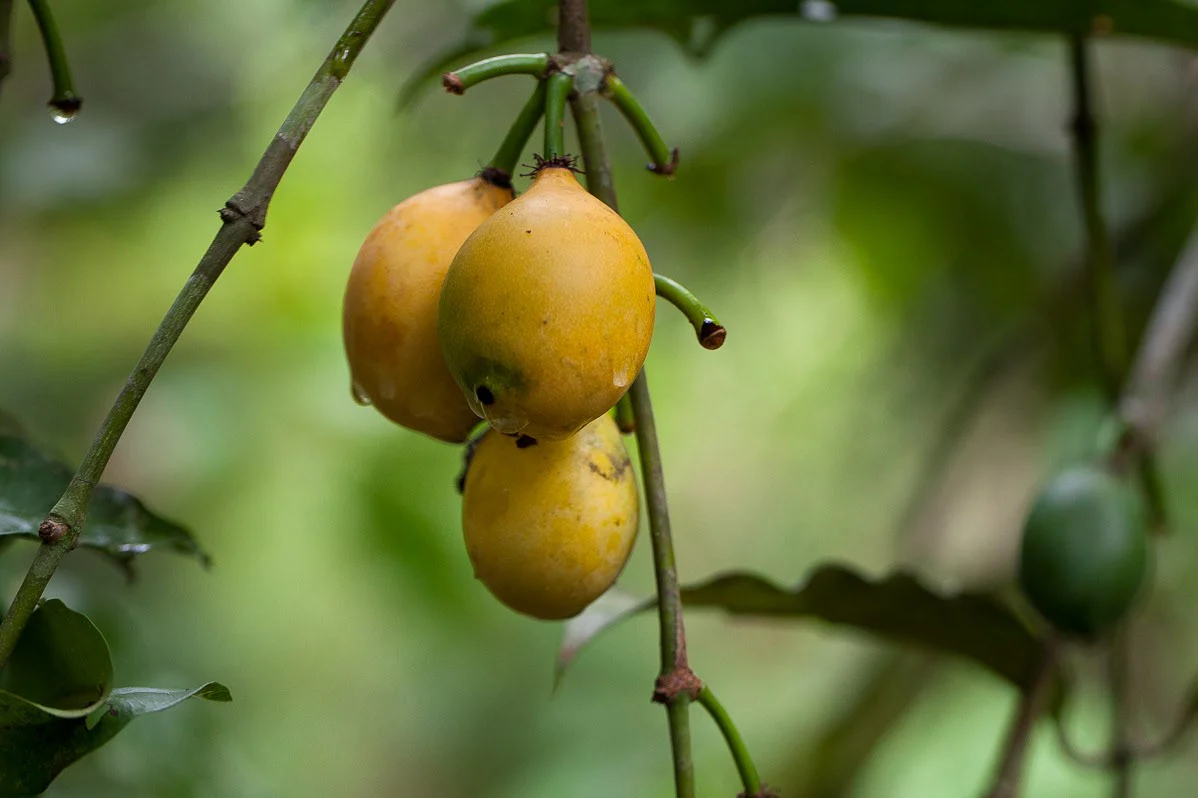 bacuri feito brasil cocais