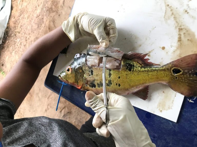 Mercúrio do garimpo contamina peixes dentro e fora da Amazônia