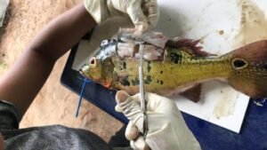 Mercúrio do garimpo contamina peixes dentro e fora da Amazônia