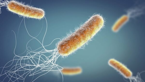 As bactérias deram origem à vida?