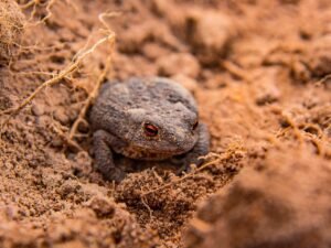 EM TERRA DE SAPOS, DE CÓCORAS COM ELES