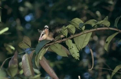 MUCURA FNA FLORESTA OTO DIVULGACAO