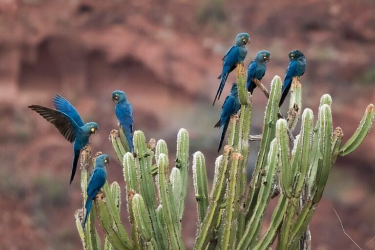 Sobre Ode à Caatinga, de Gustavo Dourado