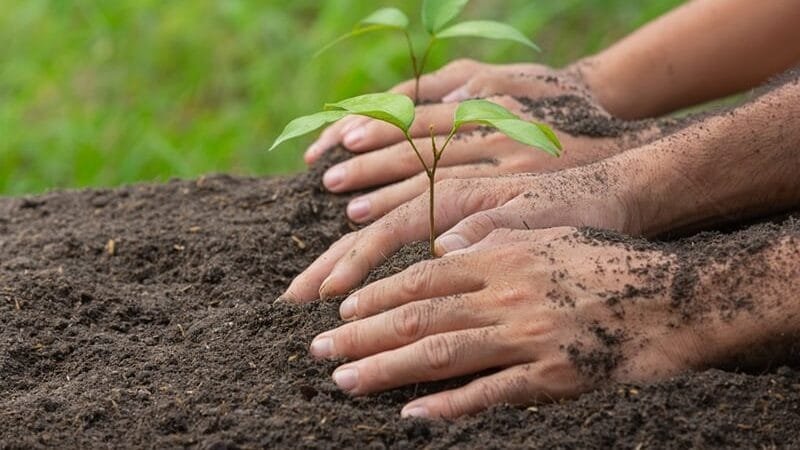 COISAS QUE EU VI! 2 ecologia brasil de fato e1730309104899