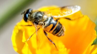 OS POTES DE MEL 1 abelha imagem giz do mundo