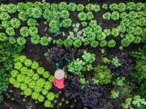 Agricultura Familiar pro Brasil não passar Fome