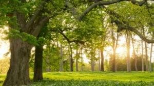 As árvores interagem entre si 