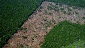 Desmatamento 7 1024x682 3 e1659271631203