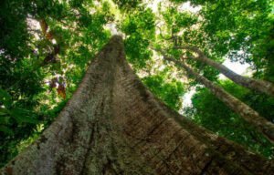 Samauma tree, symbol of the Amazon - Pará / Brazil