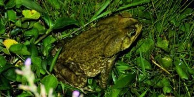 A LENDA DO SAPO E DA COBRA