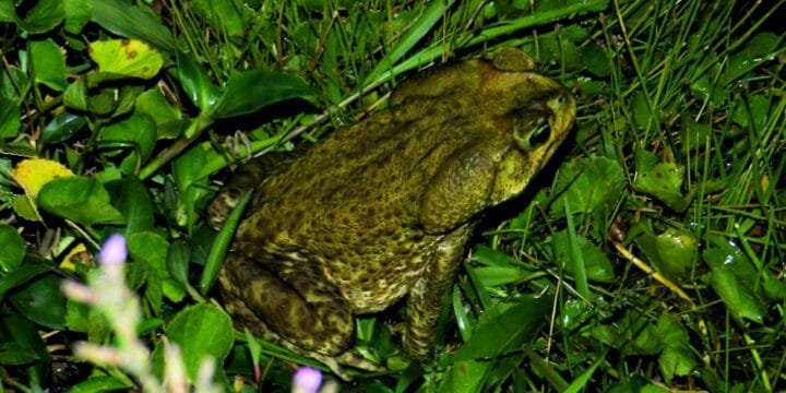A LENDA DO SAPO E DA COBRA