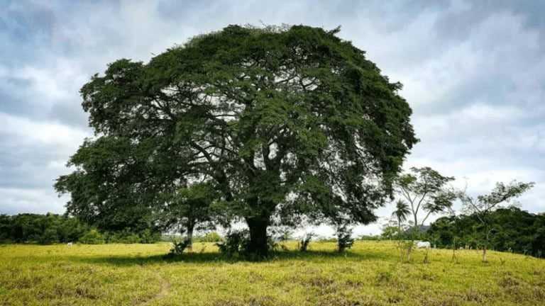 SALVEM AS FRUTAS PROIBIDAS