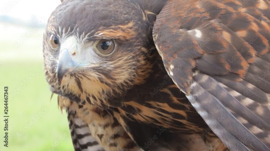 A FÁBULA DA ÁGUIA E DA GALINHA 2 Águia