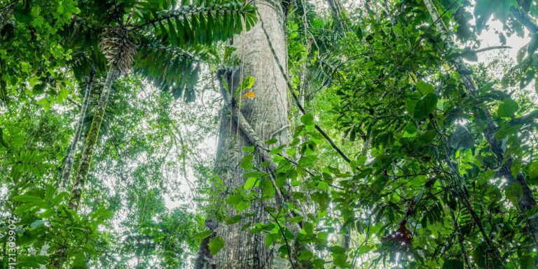 Ayahuasca: Da Magia à Possível Cura para Alcoolismo e Depressão