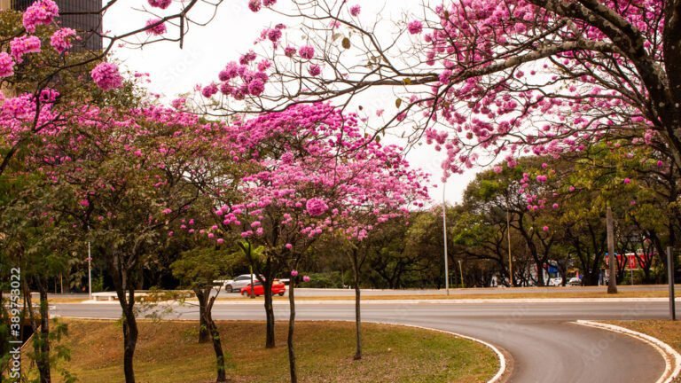 COM IPÊS POR TODO LADO, TUDO É BRASÍLIA