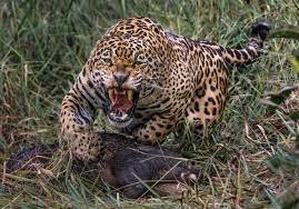 O HOMEM QUE VIRAVA ONÇA