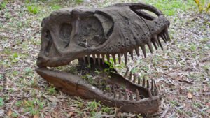 Skull of a Tyrannosaurus Rex at Vale dos dinossauros (Valley of the Dinosaurs Park), Canela, Rio Grande do Sul, Brazil