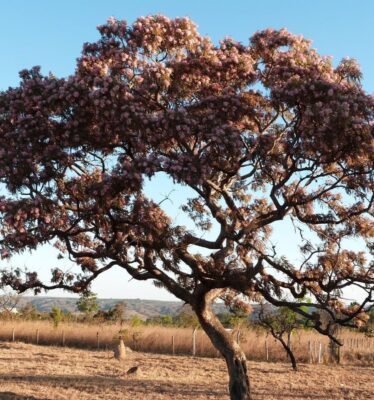 Cerrado berco ancestral 01 Romulo Andrade