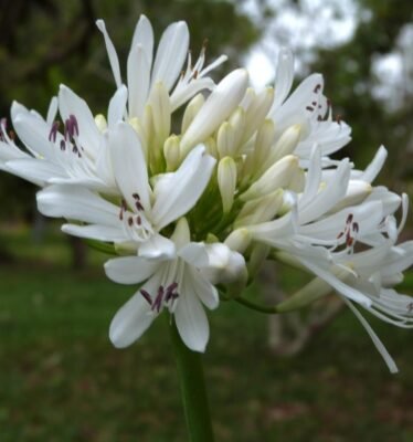 Cerrado berco ancestral 04 romulo andradde