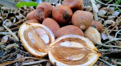 BABAÇU TRANSFORMA VIDA DE COMUNIDADES TRADICIONAIS