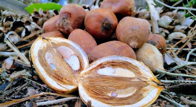 BABAÇU TRANSFORMA VIDA DE COMUNIDADES TRADICIONAIS