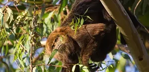 Bichos de cabelo: os “da mata” e os “de casa”