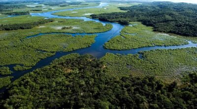 SAIBA MAIS SOBRE A MATA ATLÂNTICA