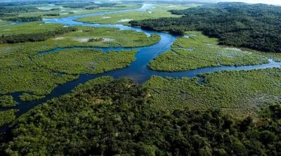 SAIBA MAIS SOBRE A MATA ATLÂNTICA
