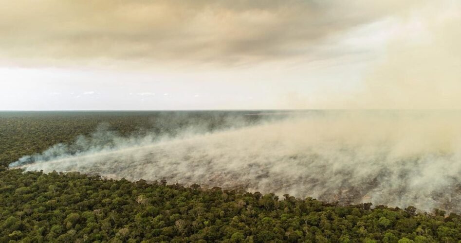Amazônia registra desmatamento sem controle após derrota de inominável