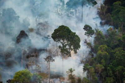 Amazônia tem desmate sem controle após derrota