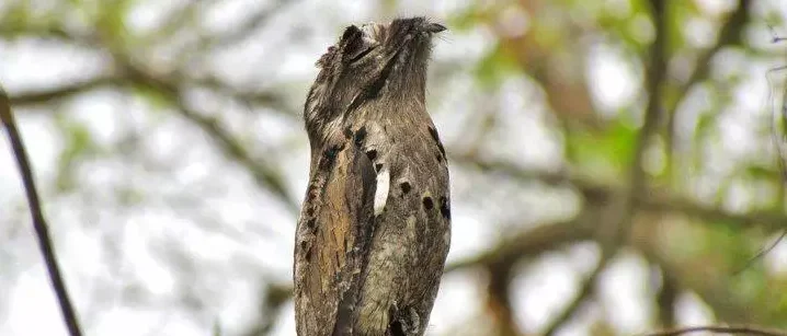 A lenda do Urutau segundo o povo Guarani